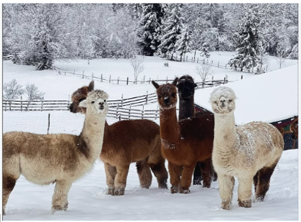 готель в Карпатах з фермою готель в Карпатах з фермою