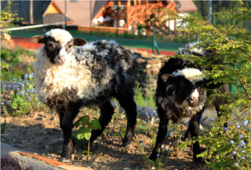 готель в Карпатах з фермою готель в Карпатах з фермою